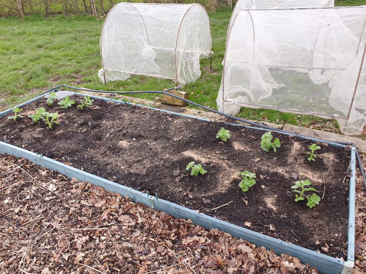 VegPlotFoodPot's tweet photo. Planting out the first batch of Broad Beans. Aguadulce &amp; Crimson Flowered. https://t.co/OG1HVQ1Oit