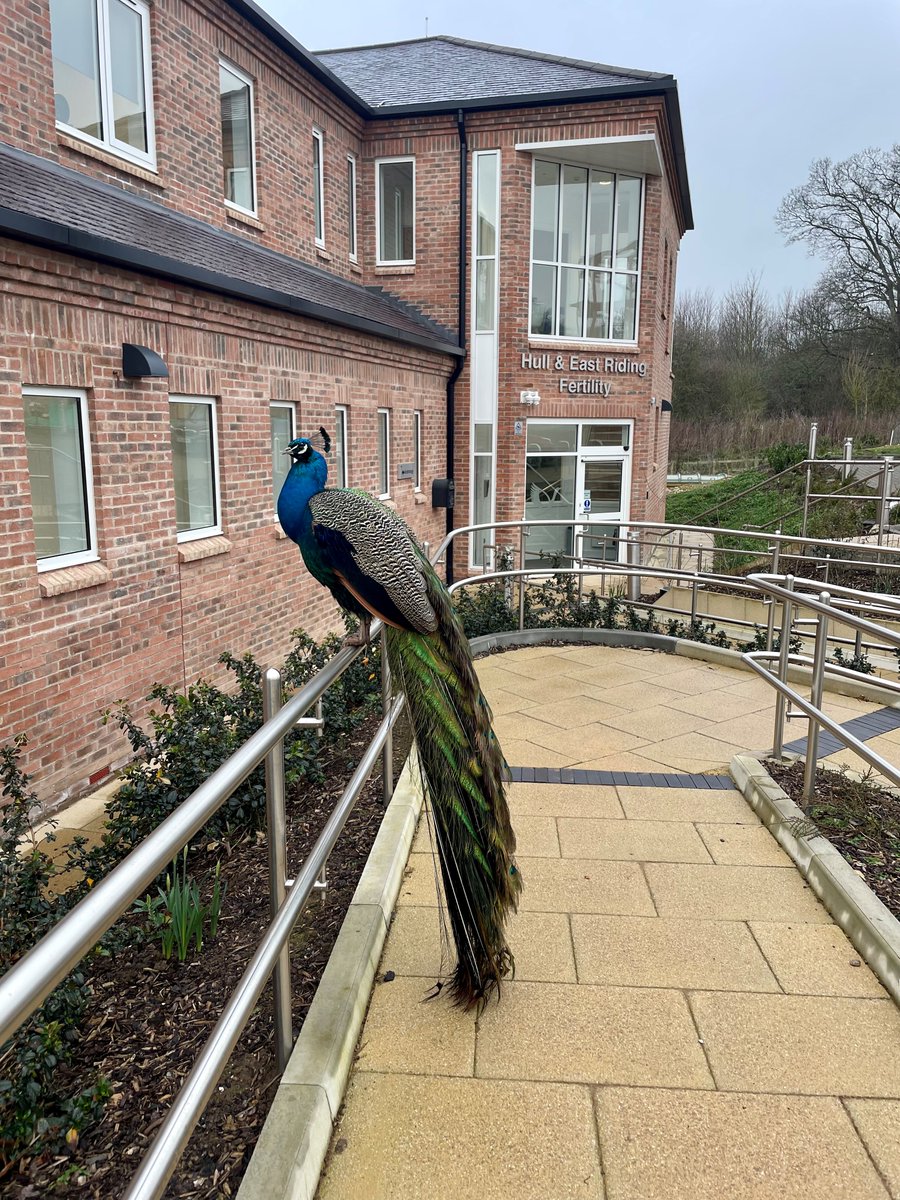 Hull & East Riding Fertility tweet media