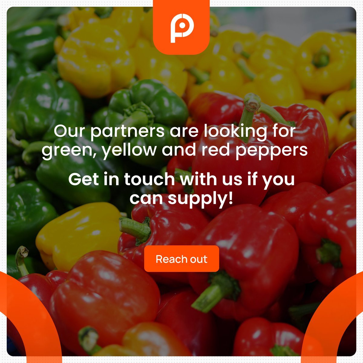 🫑🟢🔴🟠🟡Greetings all! Our partners are in search of fresh green, red, orange, and yellow peppers from May 1st until the end of October. If you are a farmer or supplier who can provide high-quality peppers, we would love to hear from you! 🌱🫑
#peppers
