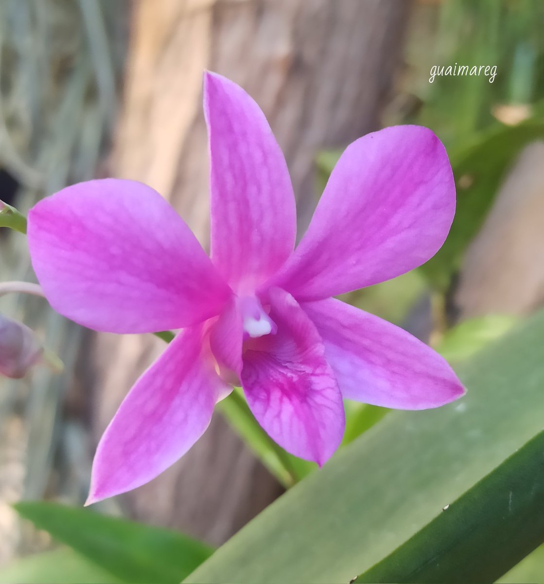 gaitangg's tweet photo. Dendrobium larat. https://t.co/3dMkEl5tDt