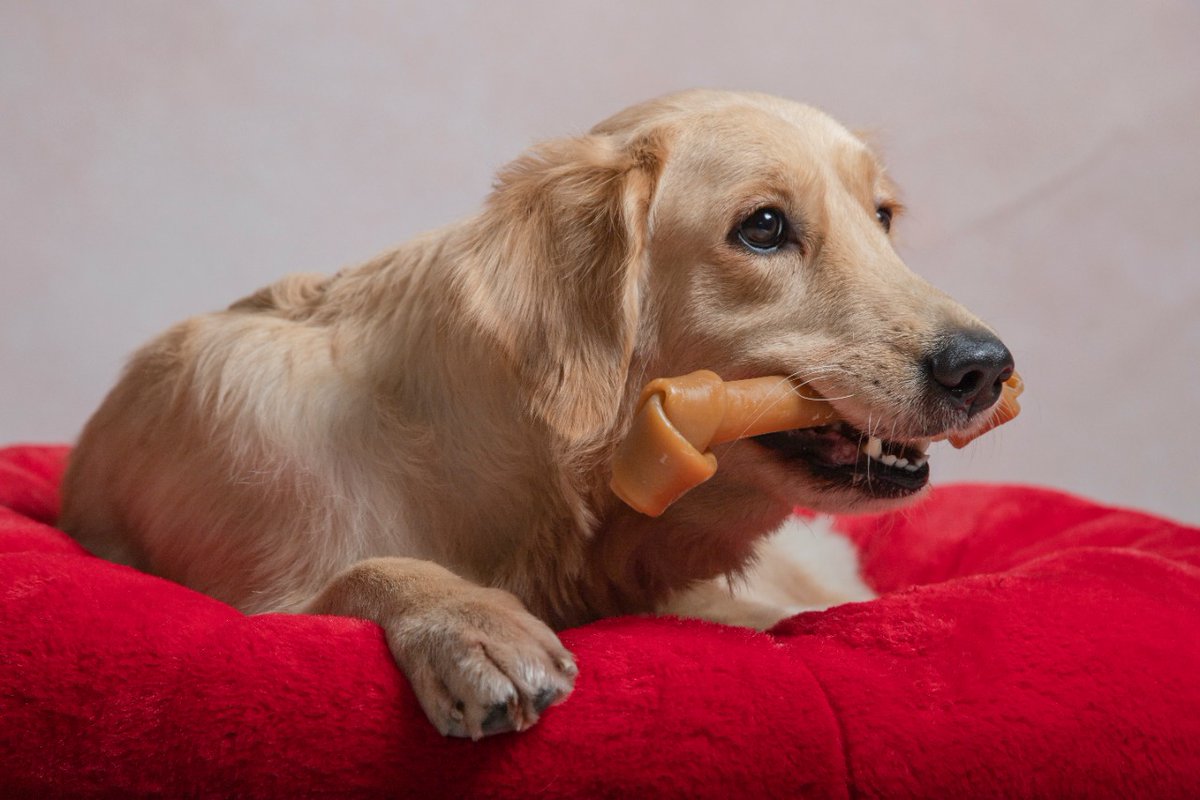 moody_arv's tweet image. #bonewick #JohnWick #JUSTDOGS