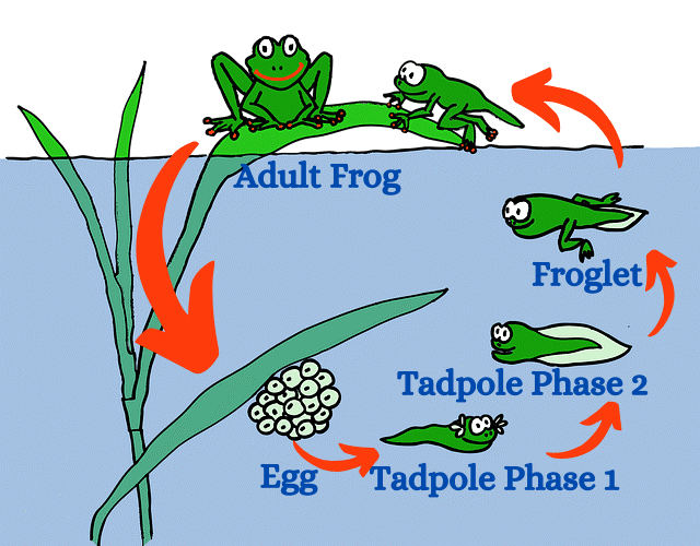 PemburyHouse's tweet photo. This activity helps children develop their understanding of the world and the natural environment, while learning how to care for the animals and their different environments. #earlyears #nature #Biology https://t.co/Vxbjhsm3Wr