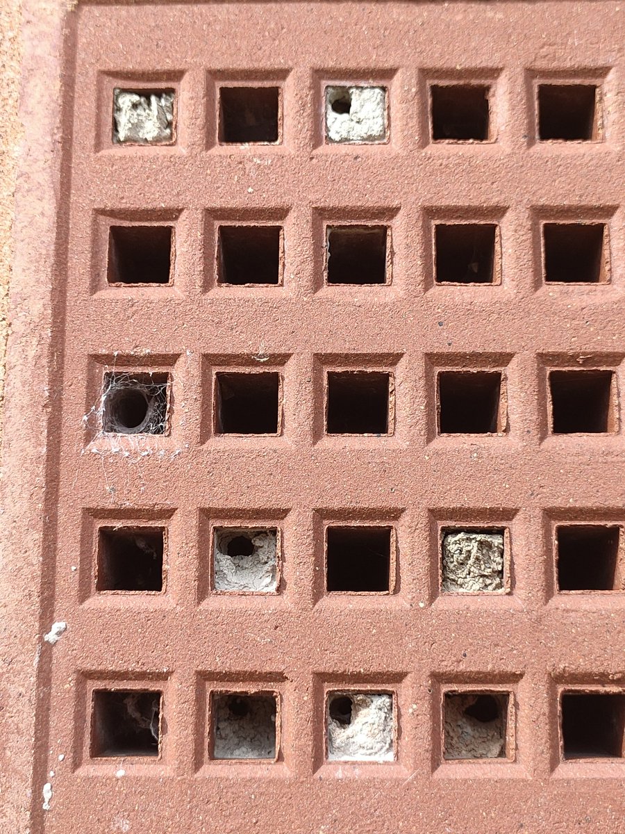 pittypomm's tweet photo. Hooray! First hairy footed flower bee I've seen this year disappeared into one of these holes, and some miners making the most of the dandelions in between showers. https://t.co/aMDnLkSXGo
