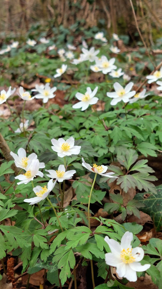 GroeneBuffer's tweet image. De bosanemoon is hét symbool van het Zennebeemden bos. Bosanemonen kondigen elk jaar opnieuw de lente aan, en ook in ons bos hebben ze de afspraak niet gemist! 🌸😍💚
Kom gerust eens een kijkje nemen in het Zennebeemdenbos.