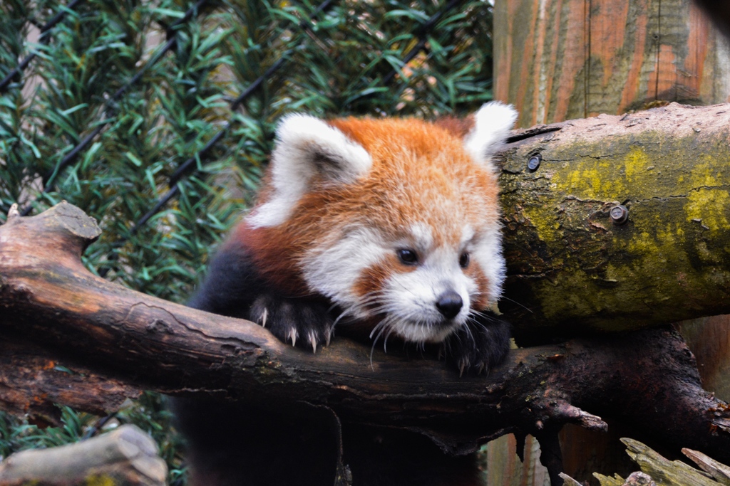 potterparkzoo's tweet photo. Who else is looking forward to the weekend? Wilson is loving all the attention from visitors and we can't get enough of his fluffy cuteness. Come visit him and all our other animals at the zoo! 

#Ppzlife #RedPanda #redpandacub https://t.co/9fsvKdYS54