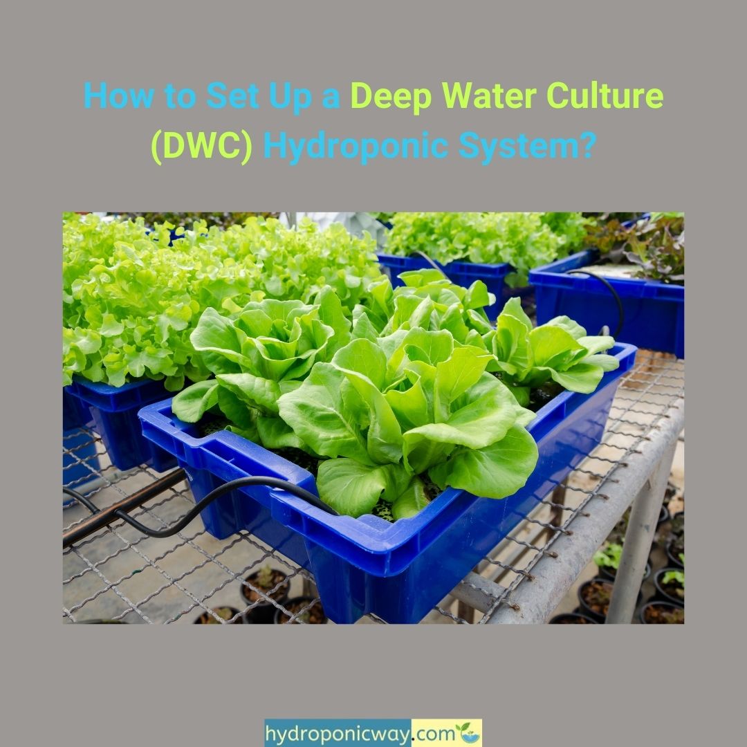 hydroponic_way's tweet photo. Learn more: https://t.co/fwddQ4oZOO

#gardening #farming #agriculture #garden #hydroponics #indoorfarming  #gardening101 #agritech #verticalfarming #verticalgarden #indoorgarden #sustainable #hydroponicfarming #agriculture #diy #indoorfarming #hydroponicgarden #hydroponicsystem https://t.co/0jXV77727d