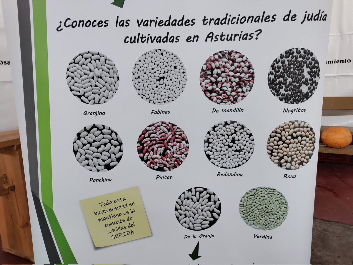 sendarural's tweet photo. Conoces las variedades de las Fabes de #Asturias? Cartel de @SeridaAst
Edición 29 Xornaes de les Fabes en #Villaviciosa hasta el domingo 26/03 https://t.co/aRYsd2Plpk