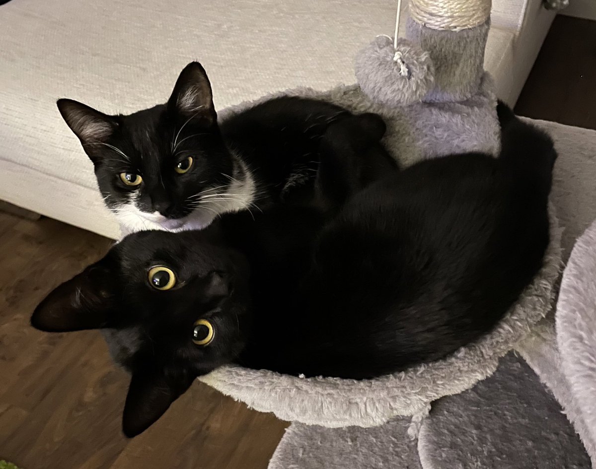 Susan Calman tweet media