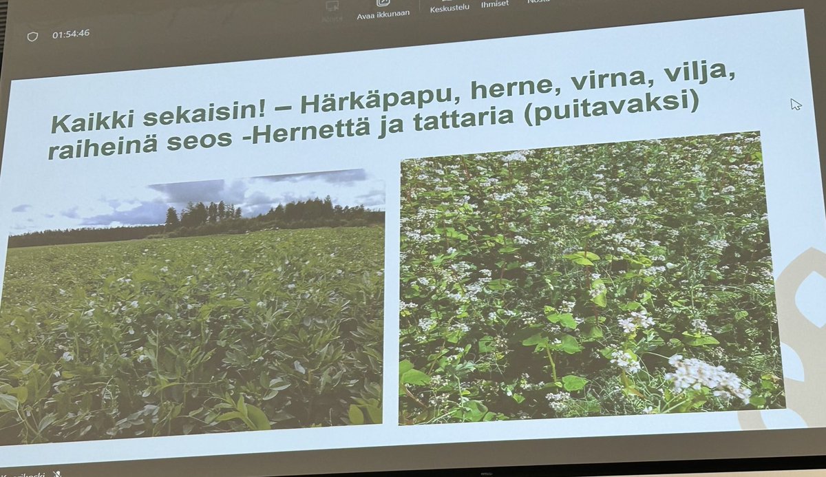 TuplaKari's tweet photo. Seokset toimii hyvin - herne&amp;tattari mielenkiintoinen mahdollisuus jopa puitavaksi #maaperakuntoon https://t.co/fD8Q3lWOWg