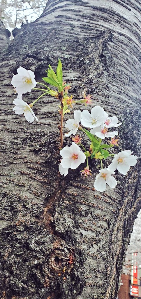 「お昼にチャリで新井中野通りの桜並木を見に行って来まった(この時は午後からザーザー」|かねみのイラスト