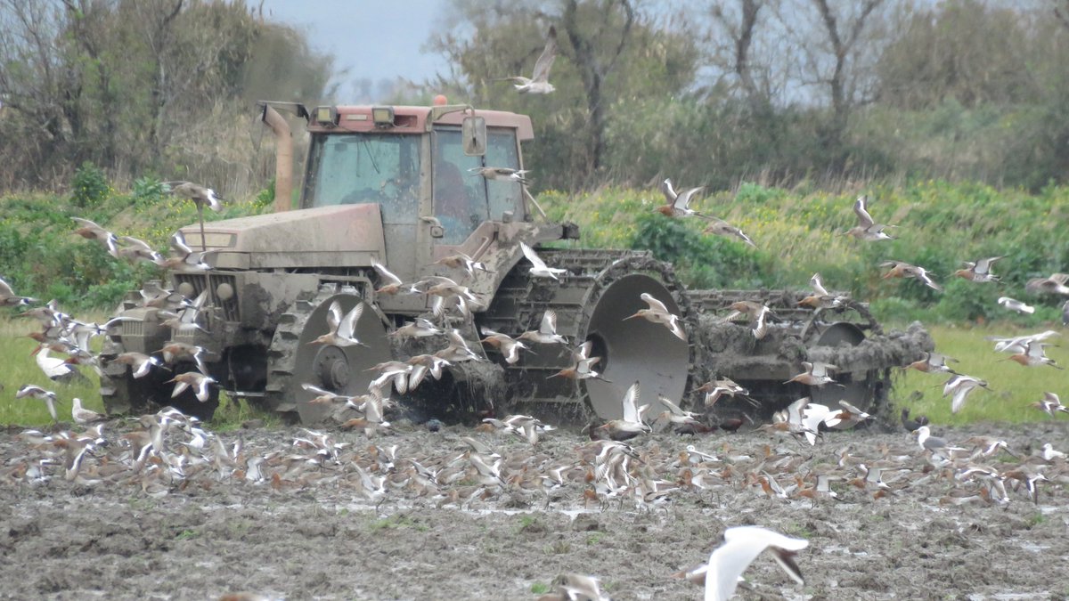 afonso_dr_rocha's tweet photo. #Tagus ricefields were the hub for thousands of Bt-#godwits til half of March.  The first tagged godwits arrived in 🇳🇱, and soon we will meet there for a second sampling period. 👉#OXISTRESS 
@infouex 
@CESAM_Univ 
@eco_flyway 
@GlobalFlyway 
#ornithology https://t.co/wsivgGcik5
