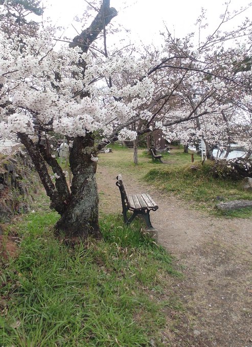 久美子ベンチ周りの桜はここ2日で結構咲いてきたかも#響けユーフォニアム 