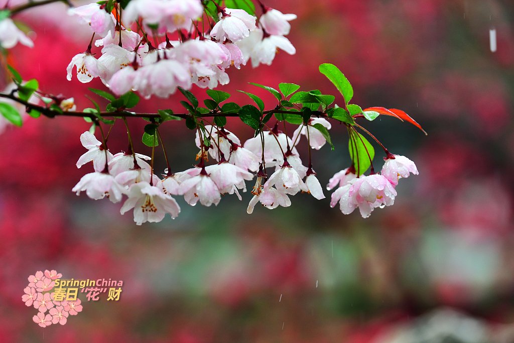 CGTNGlobalBiz's tweet image. Begonias are in full spectacle, adding touches of colour to Nanjing City, Jiangsu Province. Coinciding with the spring rains, the begonia blooms appear even more enchanting. #SpringInChina (photo credit: VCG)