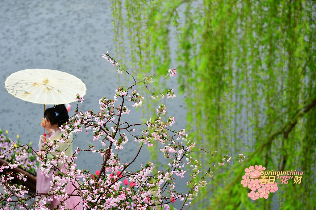 CGTNGlobalBiz's tweet image. Begonias are in full spectacle, adding touches of colour to Nanjing City, Jiangsu Province. Coinciding with the spring rains, the begonia blooms appear even more enchanting. #SpringInChina (photo credit: VCG)