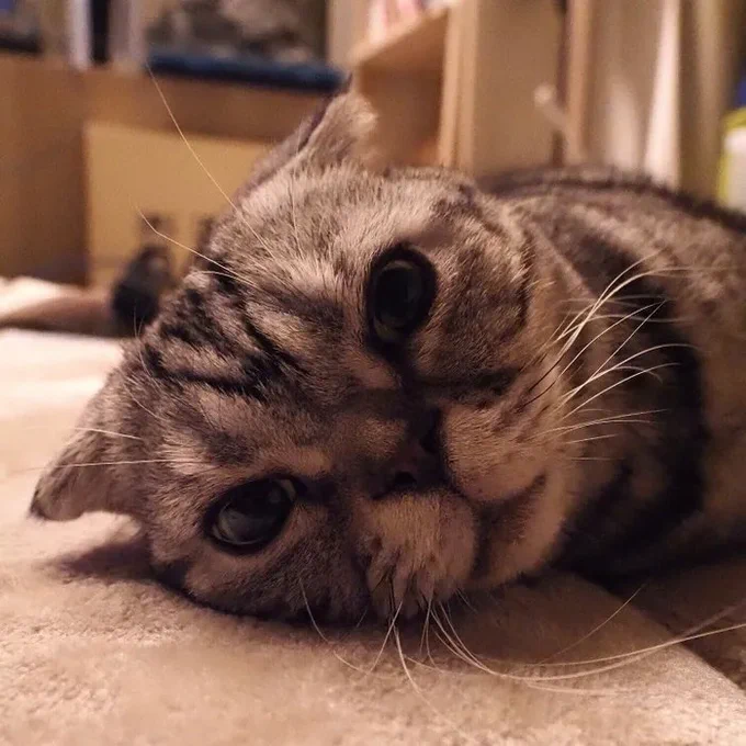 突然のぐったりに焦る飼い主。愛猫が膀胱炎になったお話ーその1ー【連載】渋ネコししまるさん#193|ねこのきもちWEB MAGAZINE https://t.co/78bvqltMMe 