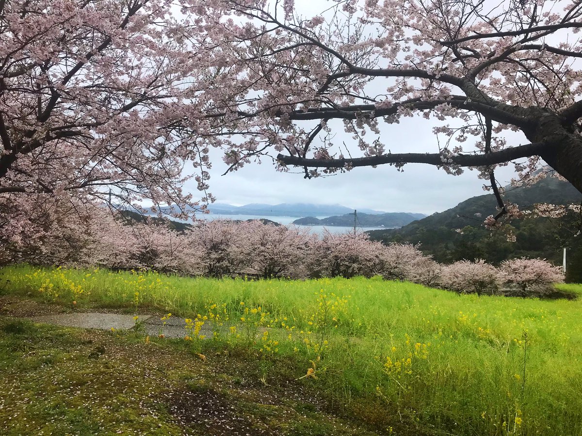 38sun3's tweet photo. 今日の博多は曇り空…糸島の二丈岳は🌸が満開でした♪ https://t.co/JPD9kKHOgd