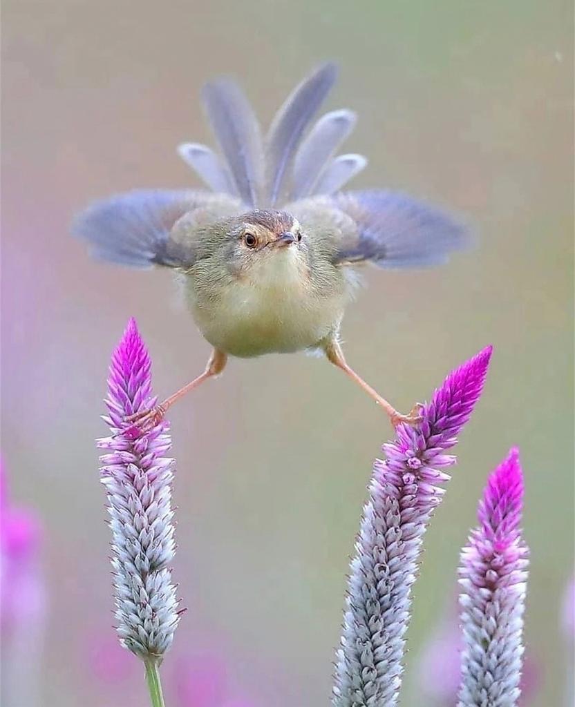 MirkoVasi2's tweet photo. Happy Friday 🌞🌸💜 https://t.co/GpfuFLOmXI
