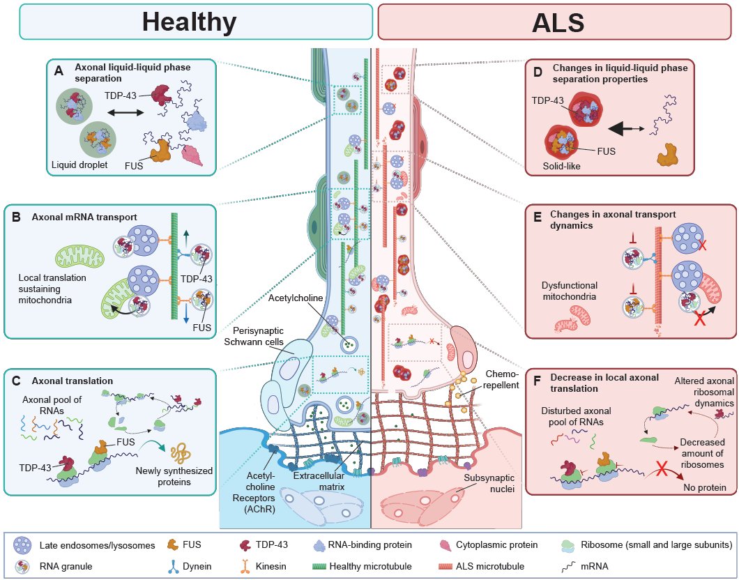 Diana Piol (@diqnqpi) on Twitter photo Our review on the role of TDP-43 and FUS in local translation for the maintenance of axons and neuromuscular junctions in health and ALS is now ONLINE!!
authors.elsevier.com/c/1goF23BtfH5L…
<a href="/TessaRobberech2/">Tessa Robberechts</a> & Sandrine Da Cruz Our review on the role of TDP-43 and FUS in local translation for the maintenance of axons and neuromuscular junctions in health and ALS is now ONLINE!!
authors.elsevier.com/c/1goF23BtfH5L…
<a href="/TessaRobberech2/">Tessa Robberechts</a> & Sandrine Da Cruz