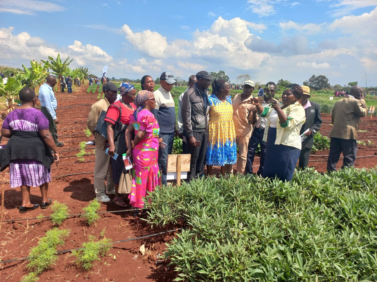 kalromkulima's tweet photo. Research Scientist during the Kilimo Biashara Expo explaining to farmers on different varieties of sweet potatoes that are early maturing and high yielding at the ongoing Kilimo Biashara Expo at KALRO Seeds Centre (Macadamia Place) in Thika.
#KALROExpo
#KALRO@10 https://t.co/ag05p8vNQT