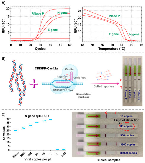 Biosensors_MDPI's tweet image. Communication by Meysam Rezaei et al. | A Portable RT-LAMP/CRISPR Machine for Rapid COVID-19 Screening 
mdpi.com/2079-6374/11/1…

@MDPIOpenAccess @UTSEngage  Genea
@SUSTechSZ  @UNSW 
#SARSCoV2 #COVID19 #pointofcaretesting
#rapiddiagnostics #openaccess