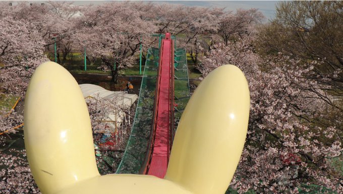 【むさしの村】桜の中を走行するサイクルコースター🌸  より 