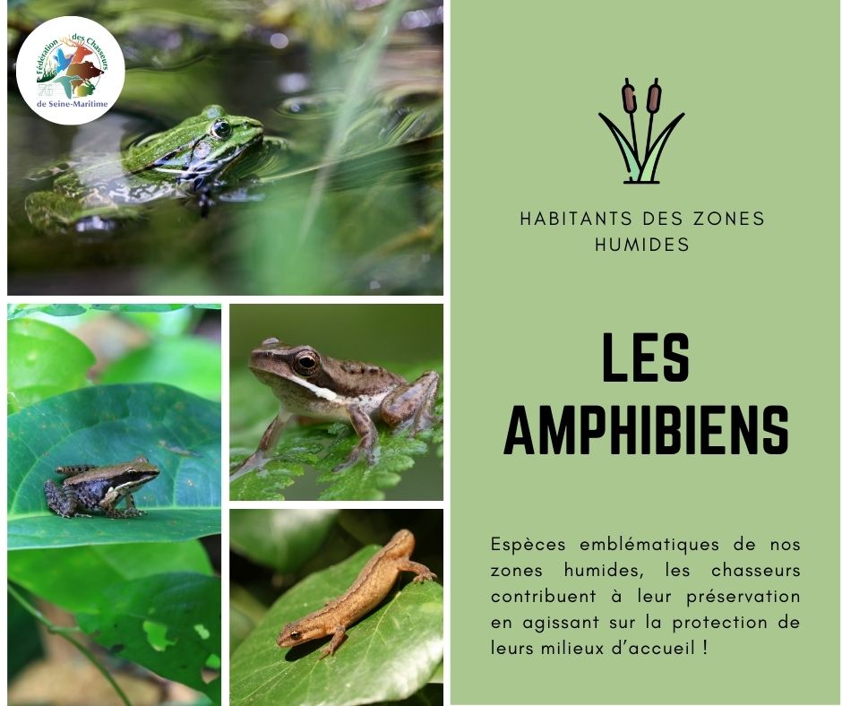 En Seine-Maritime, les zones humides font partie intégrante du paysage. Véritable réservoir de biodiversité, on peut y croise de nombreux amphibiens. 🐸

Espèces emblématiques de nos zones humides, les chasseurs contribuent activement à leur protection et préservation. 💪🏻