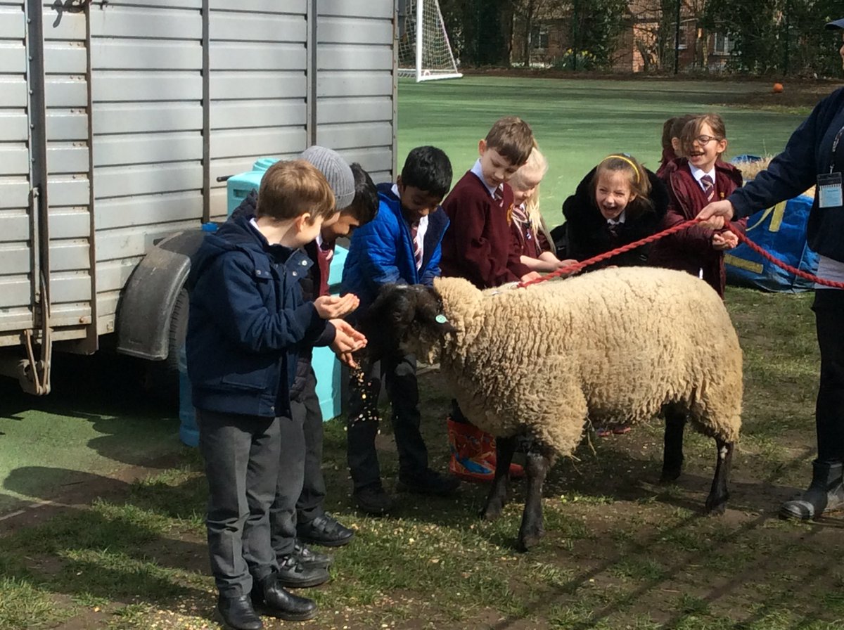 SpringhillPri's tweet image. So much fun when the farm came to visit. 😍