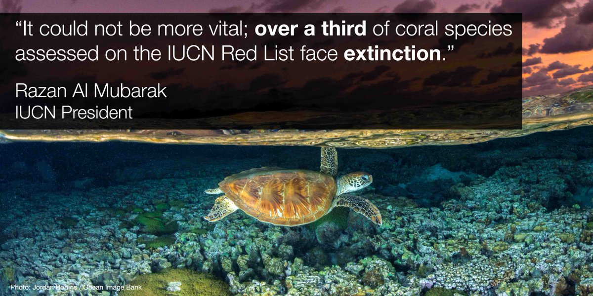 IUCN's tweet photo. A new partnership between IUCN and the @MSC_Foundation will conserve and restore threatened coral reefs.

The project aims to deliver concrete restoration plans for coral reefs and the threatened species populating them.

Learn more ➡️ https://t.co/LiK7vrtEJd https://t.co/gKxKi4Jxm2