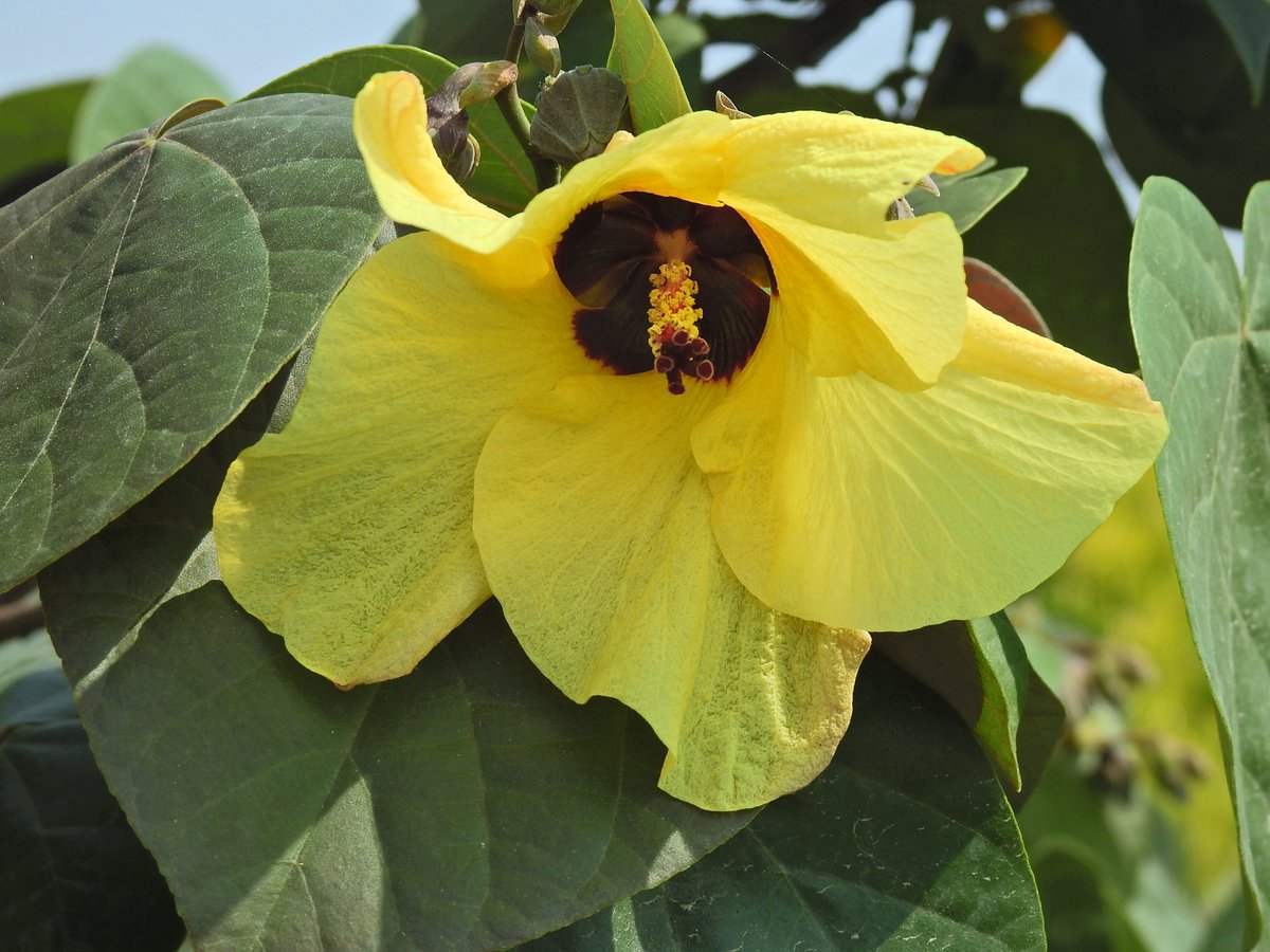 mmatalpur's tweet photo. #YellowFlower
This Flower looks like the Okra Plant flower and also the Cotton Plant flower but is of neither.
I am posting its pictures and also of the leaves of the plant that it blooms in; perhaps someone will know what plant it is. https://t.co/CwiVcdOi7h