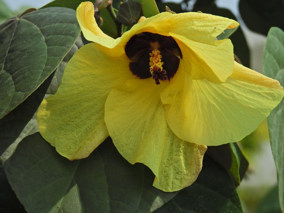 mmatalpur's tweet photo. #YellowFlower
This Flower looks like the Okra Plant flower and also the Cotton Plant flower but is of neither.
I am posting its pictures and also of the leaves of the plant that it blooms in; perhaps someone will know what plant it is. https://t.co/CwiVcdOi7h
