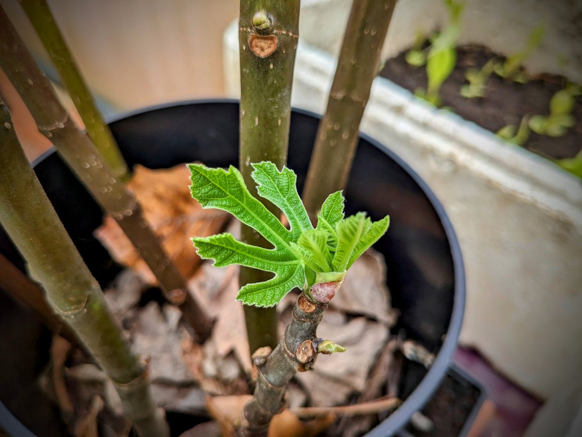 syntropicfarm's tweet image. Our next generation of fig trees is on the way #cuttings #regenerate #plantrees