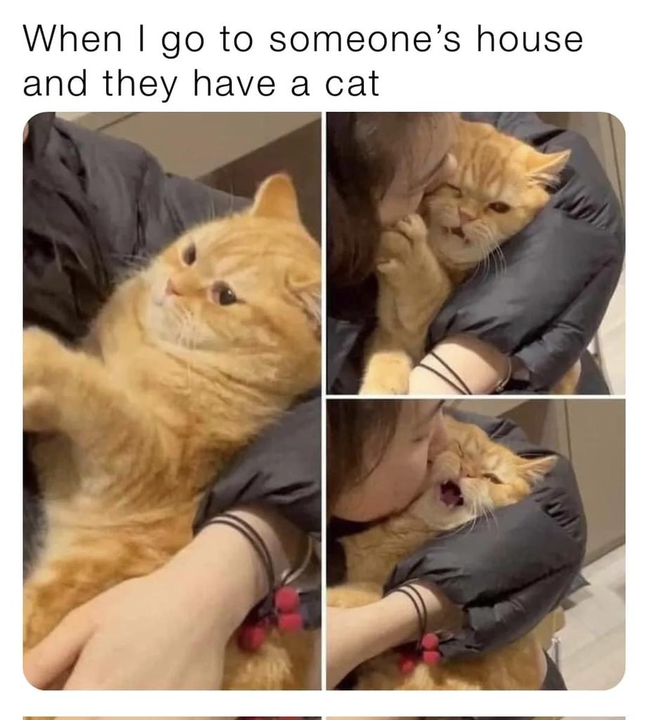 WholesomeMemes (@wholesomememe) on Twitter photo 