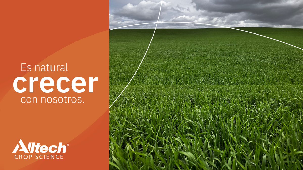 AlltechSpain's tweet photo. #AlltechAdvice
👨🌾🌾 Nos llegan estas imágenes de #trigo de parte de nuestro compañero Marcos.
👉 Protocolo ACS con solo 75 UFN y 1 kg/ha de CONTRIBUTE® ibNP.
¡Es natural crecer con nosotros! 🧡
#ExpertosEnSaludDelSuelo 🌱
https://t.co/ySPT4fjyJf https://t.co/sfhO8QHYwI