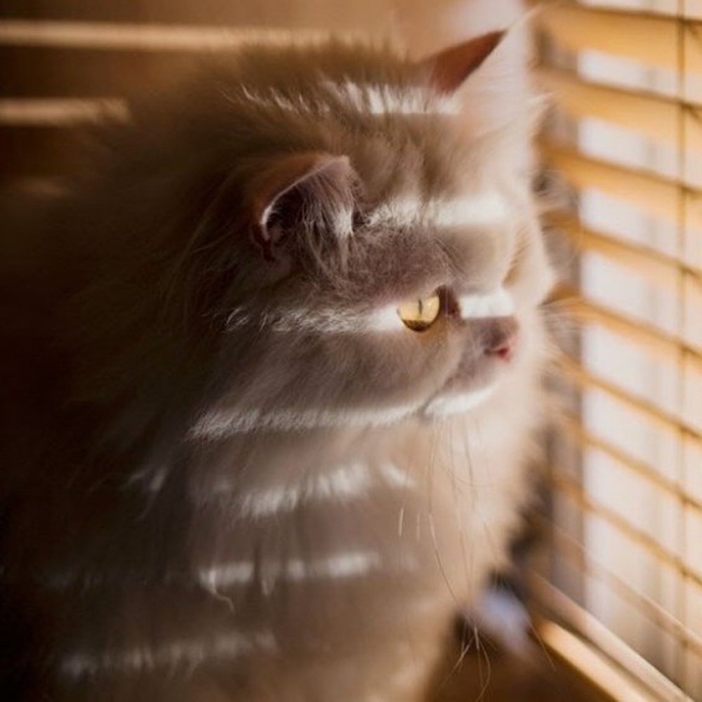 Herpetscom's tweet photo. If you hold a cat by the tail you learn things you cannot learn any other way.
Mark Twain https://t.co/0mCJDaQrbZ