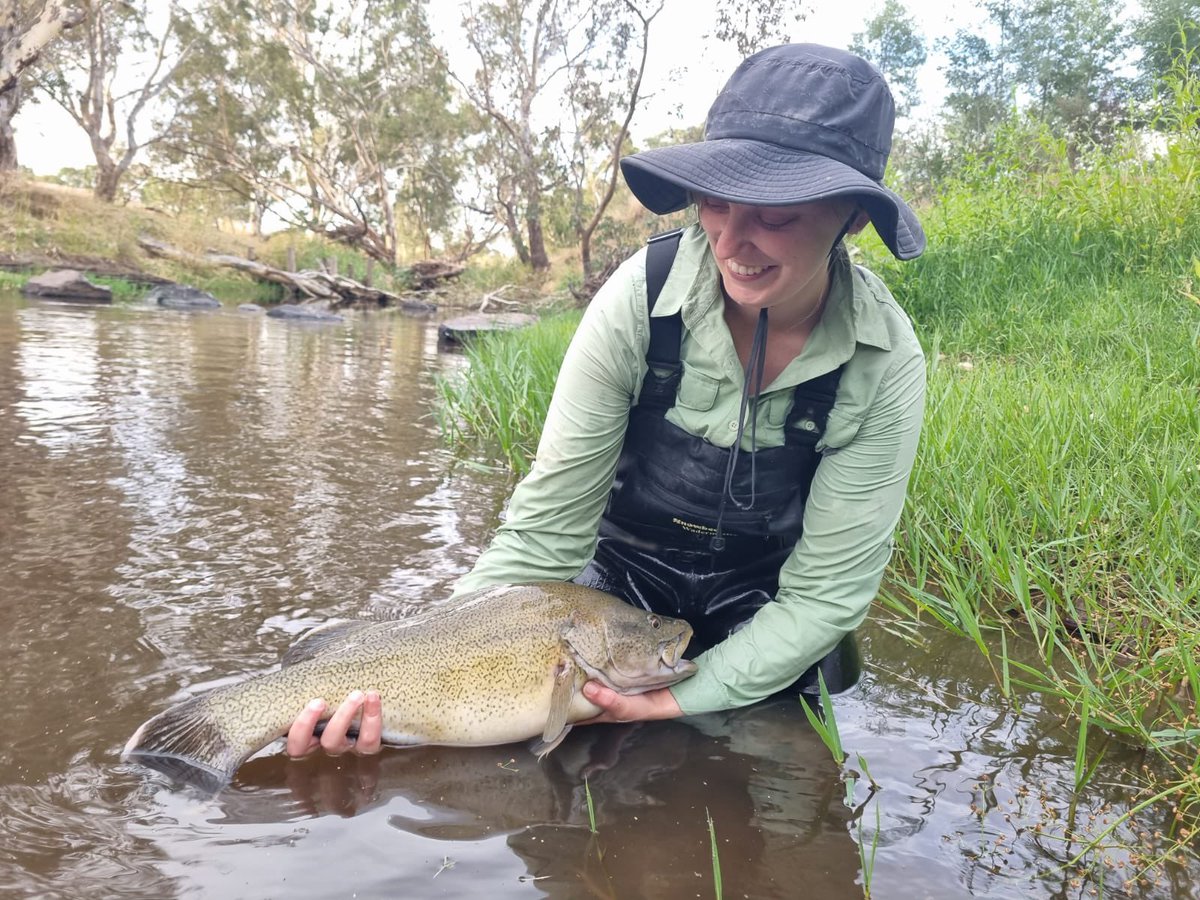 RStoios's tweet photo. Caught my first of many trout cod this week! looking like a strong contender for my new favourite fish—still deciding, any suggestions? 🐟 @DEECA_Vic https://t.co/5jzEuPAGqo