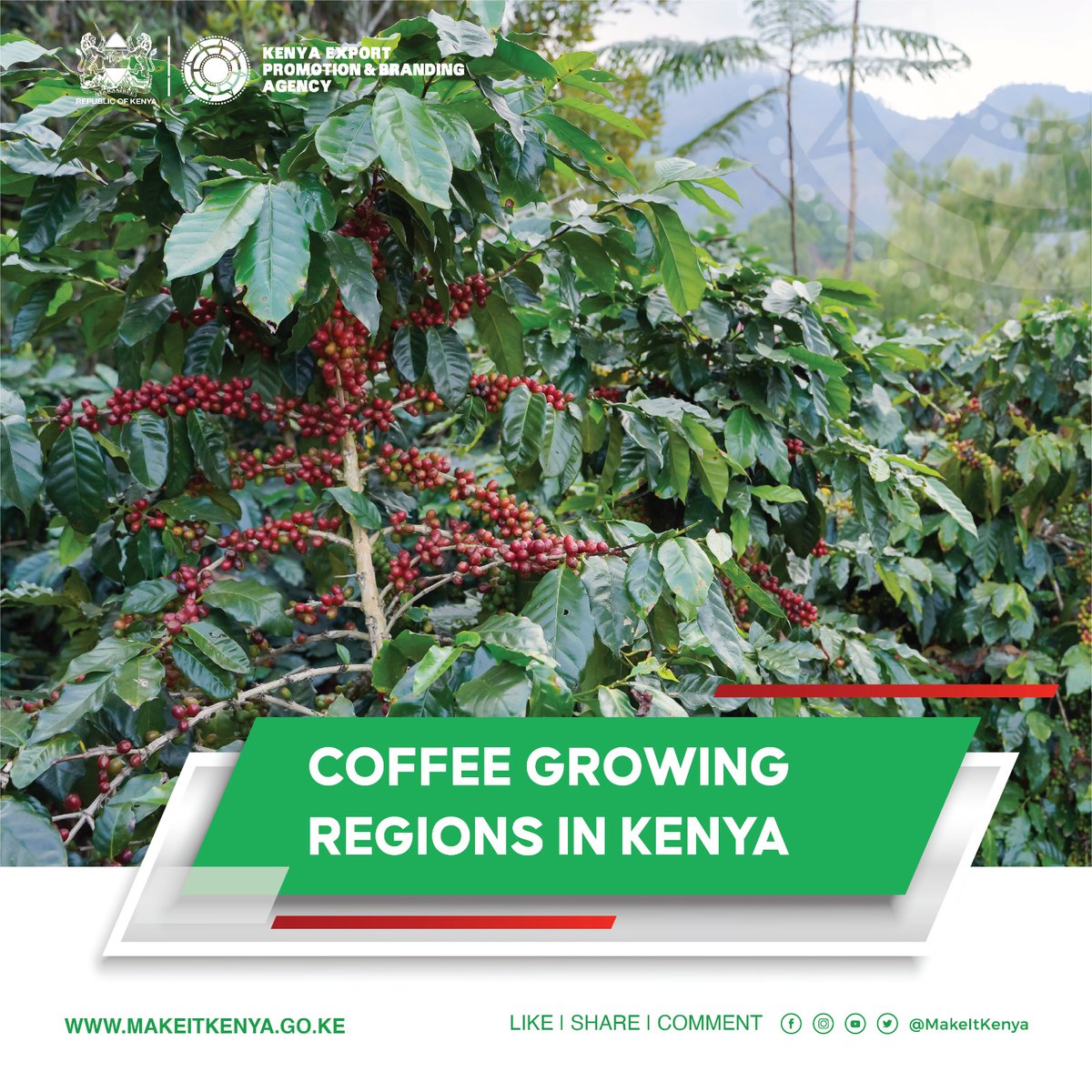 Kenya Export Promotion and Branding Agency on Twitter "COFFEE GROWING