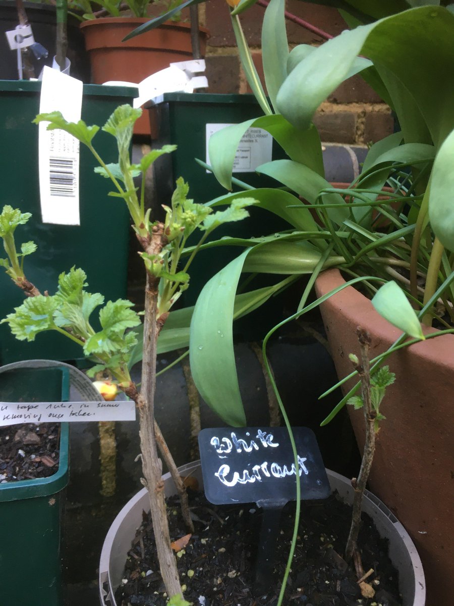 Edible High Town tweet media