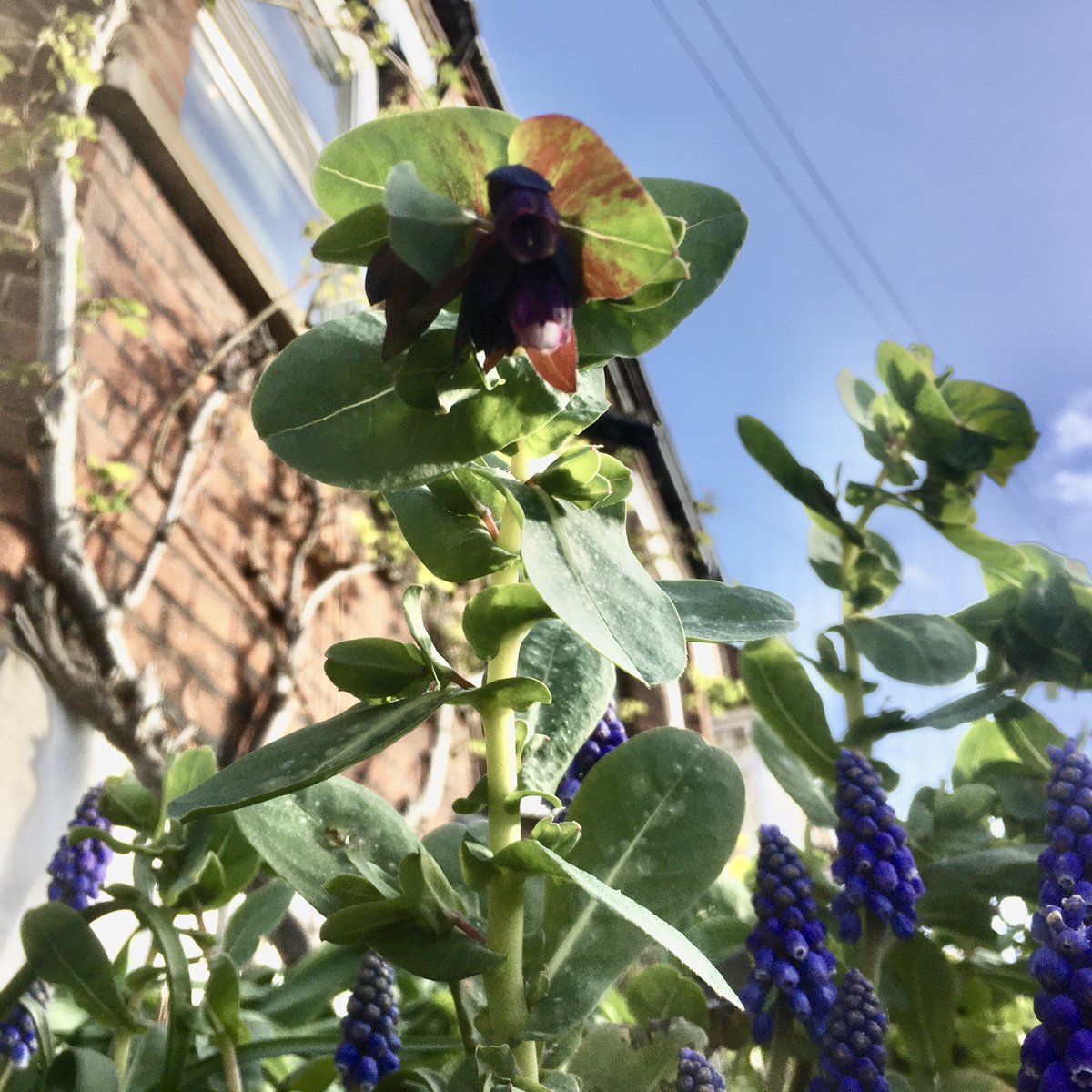 Edible High Town tweet media