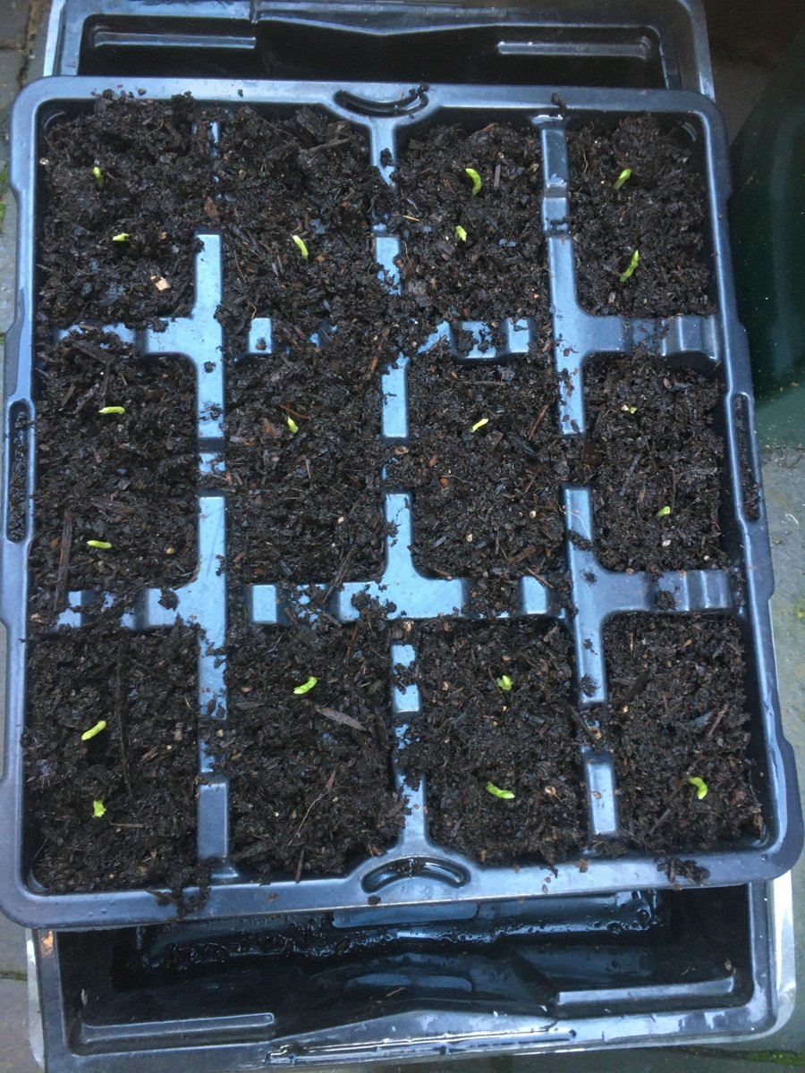 Edible High Town tweet media