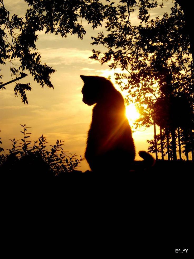 Calista_1212's tweet photo. Senja tahu pada siapa hati ini merindu
Rahasia kecil antara aku dan senja
ππ https://t.co/DnmhsHmM22
