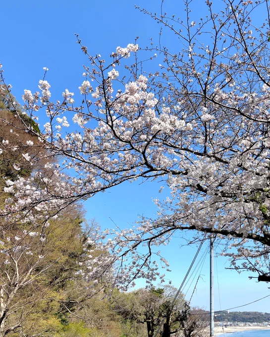 今月最後の外出なのに雨模様先日見かけた桜が見納めかな 