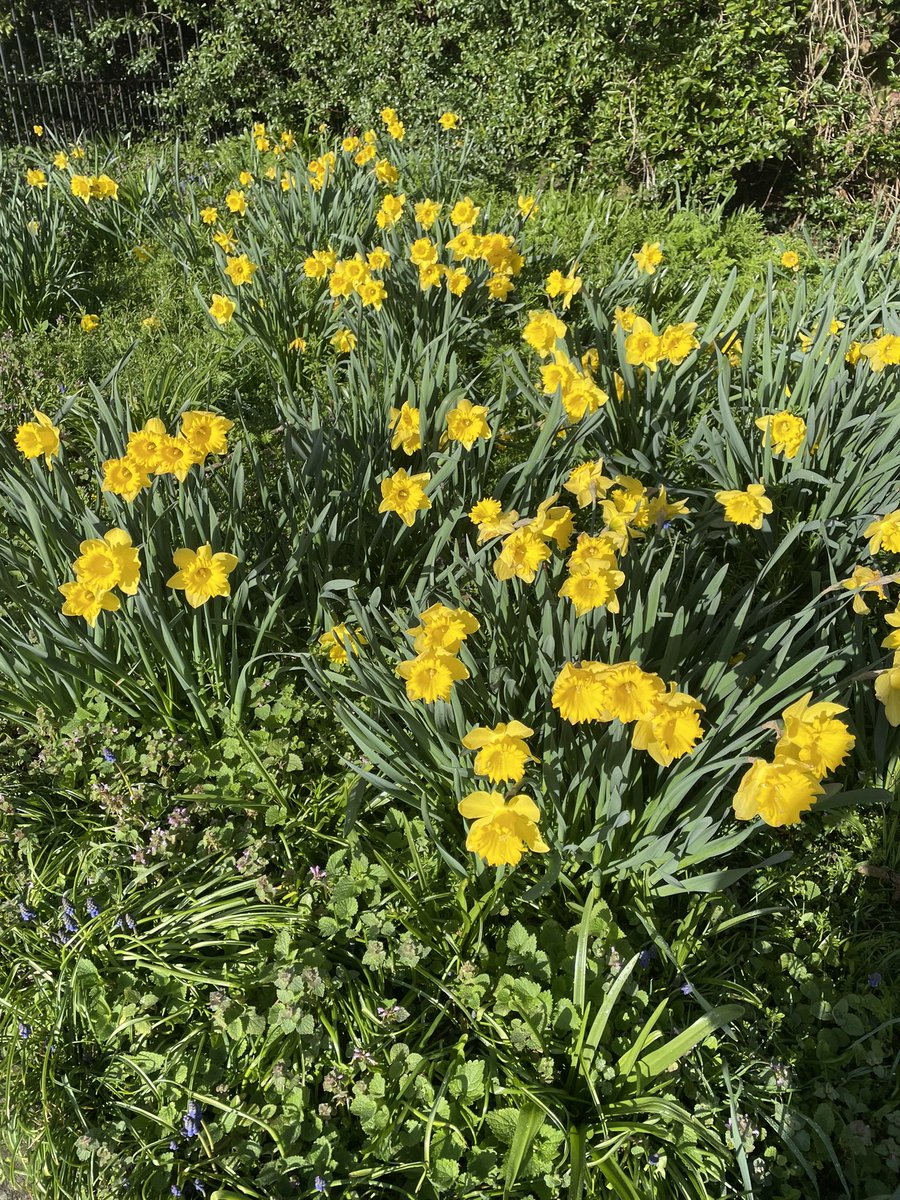 Beautiful daffs blooming on the drive way up to Bodies House this morning @Bodie_Hodges #nature #beingpresent #Mindfulness #presentmomentpractice