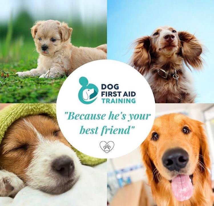 Dog First Aid Oxon tweet media