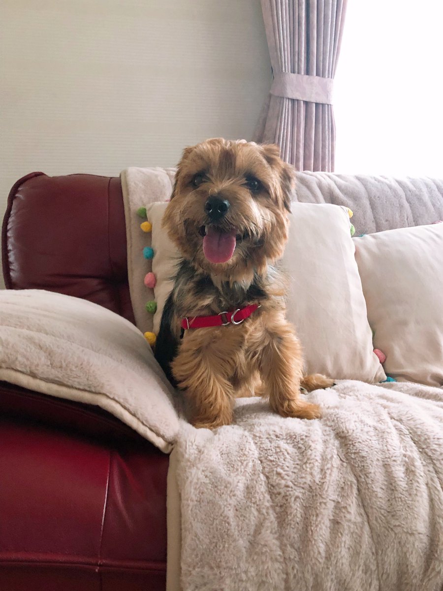 chubbydesu75's tweet photo. すごく顔が丸いね…！笑

雨降る前に散歩行けてよかったわんね〜🐾

#犬のいる暮らし https://t.co/j2q7IdvWdX