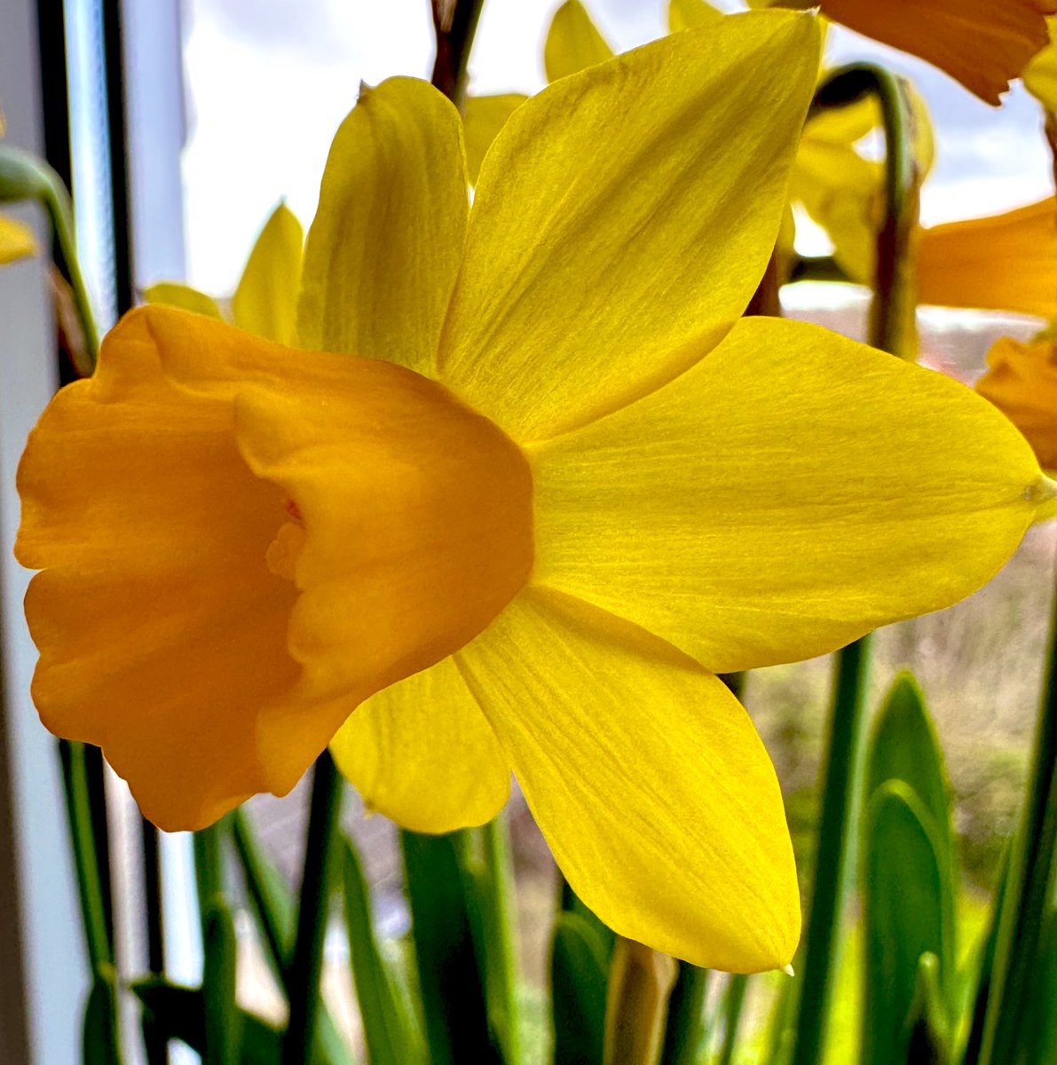 It’s Daffodil Day today @IrishCancerSoc #Daffodilday #irishcancersociety