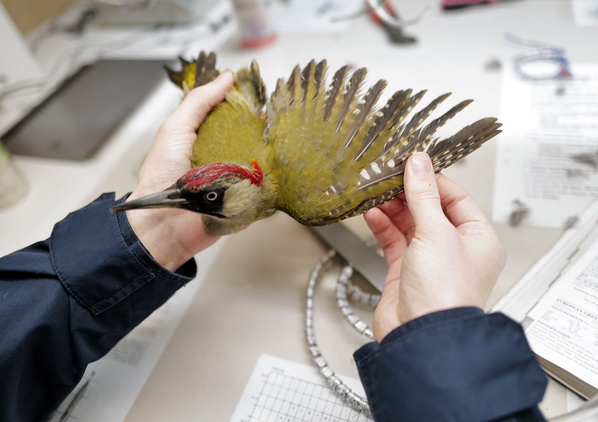 OttenbyBO's tweet photo. This morning we ringed a beautiful adult female Green woodpecker! Caught in one of our nets.
P.S. we're also on Instagram:
https://t.co/IIttIbyw5l
#Ottenby #birdbanding #birdringing #Öland #Sweden https://t.co/He3UJ3ksgK