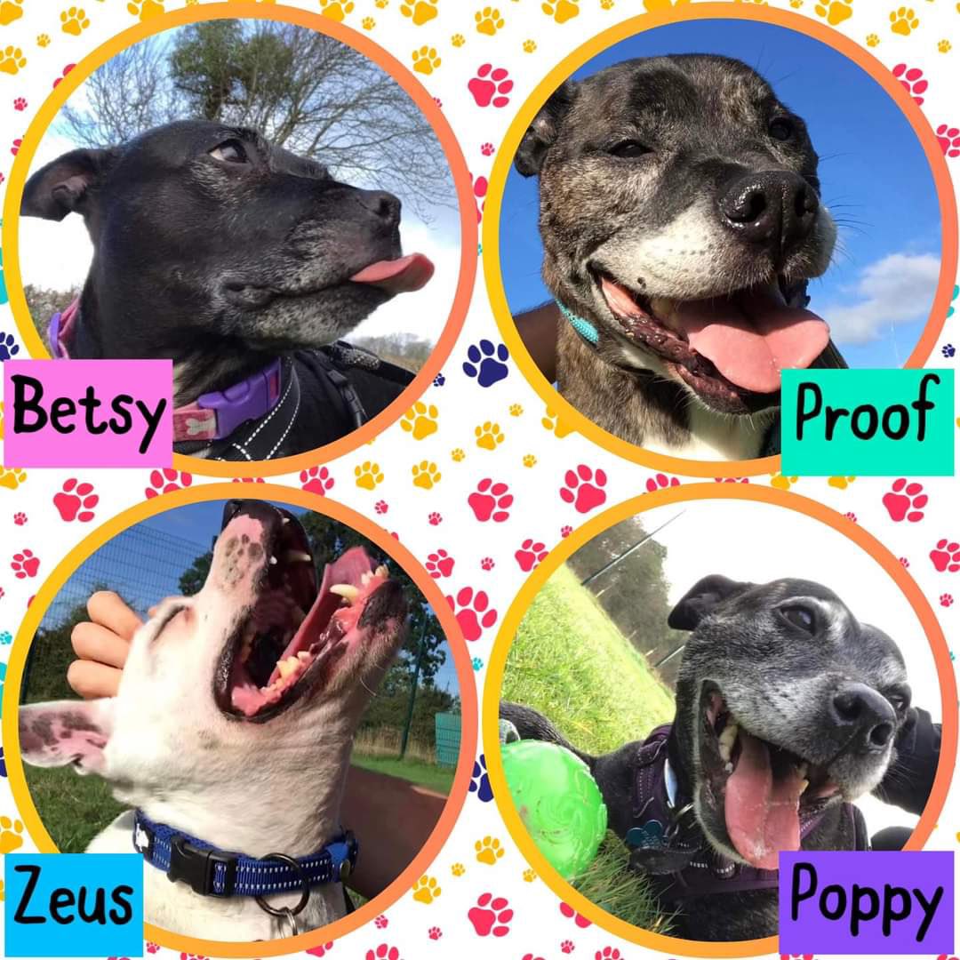 FOSTERFIRST1's tweet image. #FF @PeterEgan6 @marcthevet @_AnimalAdvocate @Penny2449 @Nightowl400 @sandssims @DogDeskAction @CAM4animals @gsrescueelite @SeniorStaffy @MillieOTLFP @Ariana_Activist @savemydaughter1 @RescueBliss @dotslondon @OakwoodRescue @WWPdogs @chriswilson_3 @SavingStraysUK 🐾💚