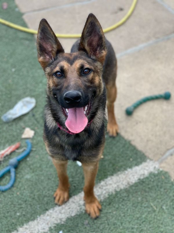 FOSTERFIRST1's tweet image. #FF @PeterEgan6 @marcthevet @_AnimalAdvocate @Penny2449 @Nightowl400 @sandssims @DogDeskAction @CAM4animals @gsrescueelite @SeniorStaffy @MillieOTLFP @Ariana_Activist @savemydaughter1 @RescueBliss @dotslondon @OakwoodRescue @WWPdogs @chriswilson_3 @SavingStraysUK 🐾💚