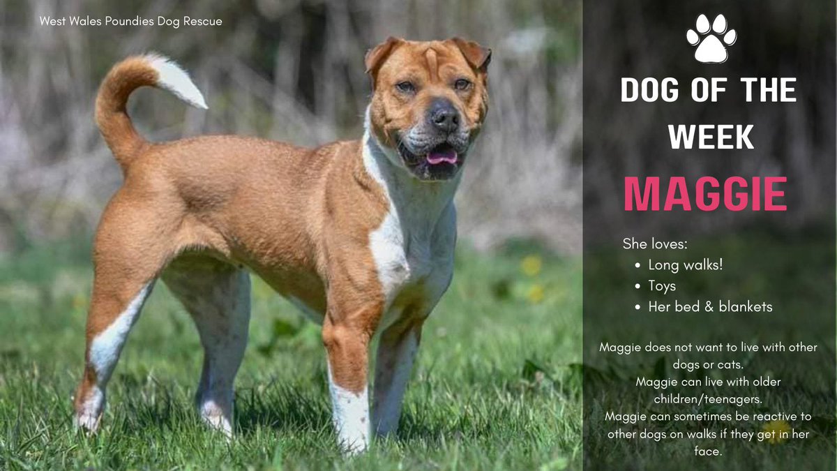 FOSTERFIRST1's tweet image. #FF @PeterEgan6 @marcthevet @_AnimalAdvocate @Penny2449 @Nightowl400 @sandssims @DogDeskAction @CAM4animals @gsrescueelite @SeniorStaffy @MillieOTLFP @Ariana_Activist @savemydaughter1 @RescueBliss @dotslondon @OakwoodRescue @WWPdogs @chriswilson_3 @SavingStraysUK 🐾💚