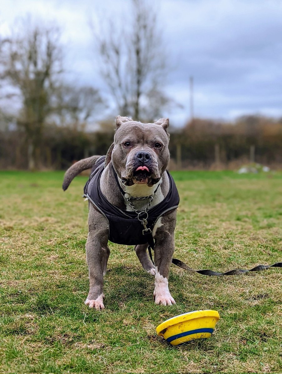 FOSTERFIRST1's tweet image. #FF @PeterEgan6 @marcthevet @_AnimalAdvocate @Penny2449 @Nightowl400 @sandssims @DogDeskAction @CAM4animals @gsrescueelite @SeniorStaffy @MillieOTLFP @Ariana_Activist @savemydaughter1 @RescueBliss @dotslondon @OakwoodRescue @WWPdogs @chriswilson_3 @SavingStraysUK 🐾💚